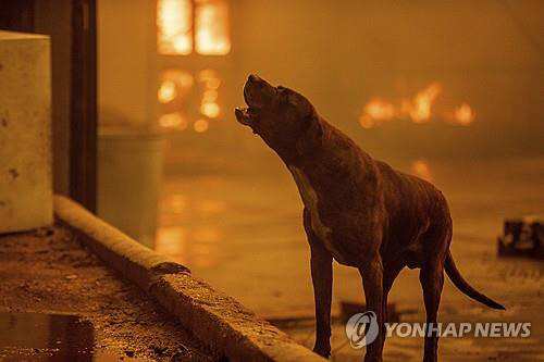 불길 속에서 짖고 있는 강아지.<AP=연합뉴스>